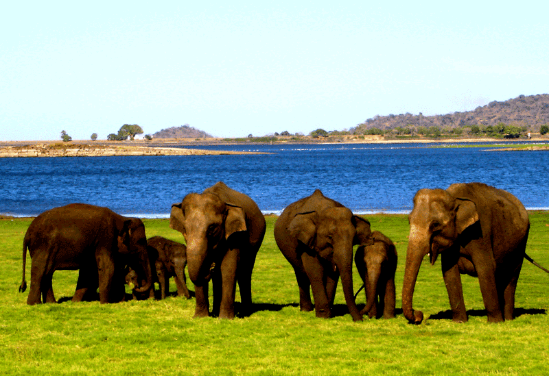 Yala National Park Sri Lanka