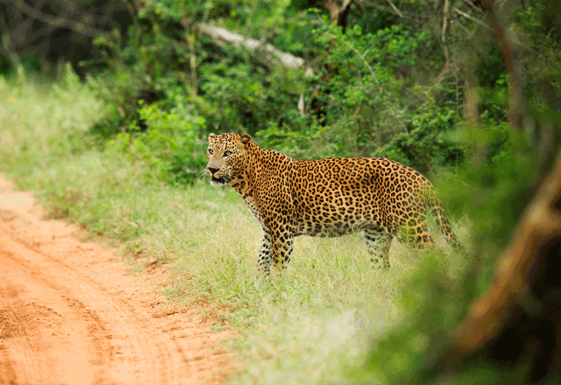 Yala National Park Sri Lanka