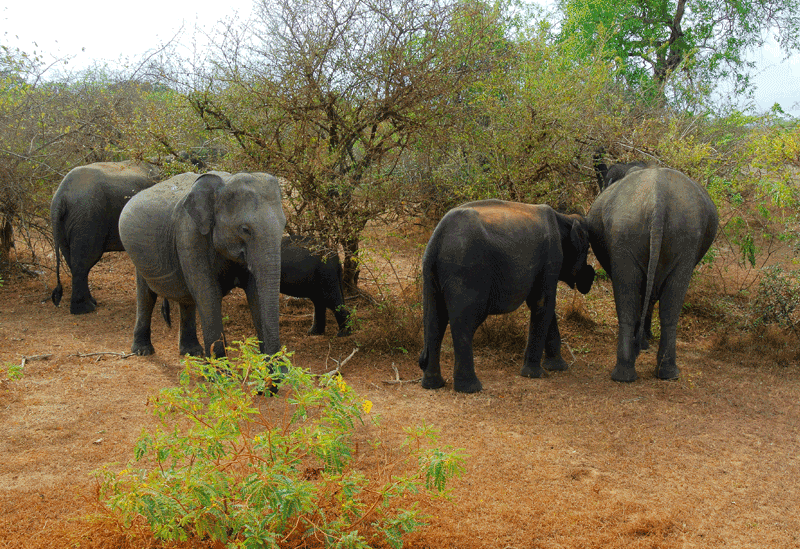 Yala National Park Sri Lanka