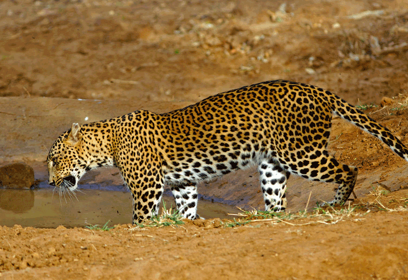 Yala National Park Sri Lanka