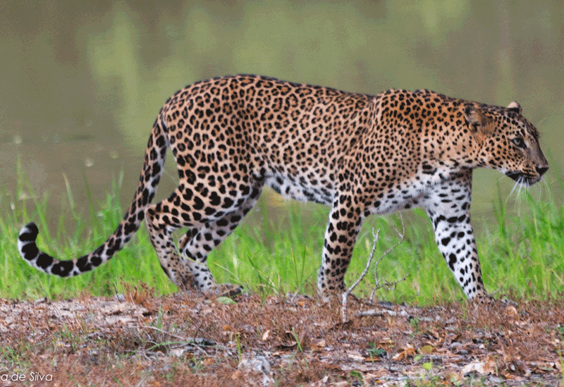 Yala National Park Sri Lanka