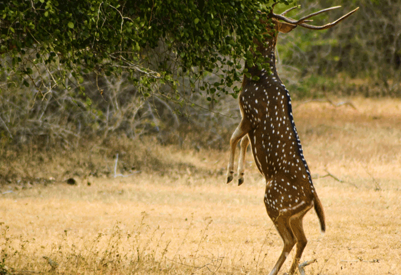 Yala National Park Sri Lanka