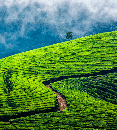 Ceylon Tea Trails