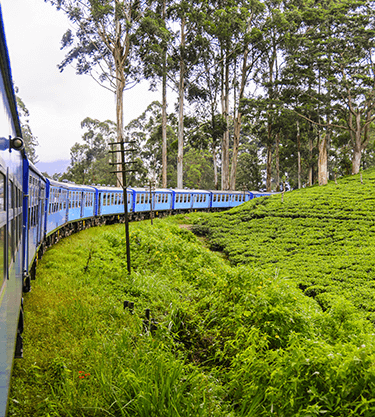 Ceylon Tea Trails Rapid Holidays